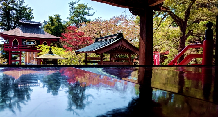 土肥温泉 清雲寺の床ざくら(床桜)床に映る桜